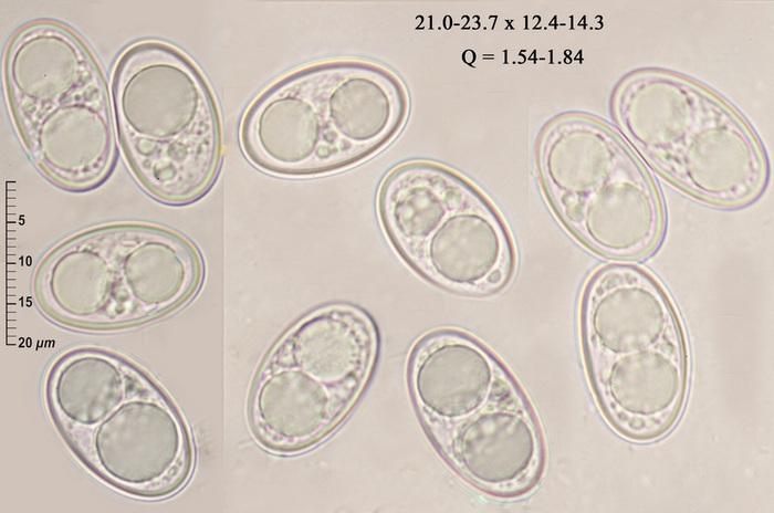 macrostoma