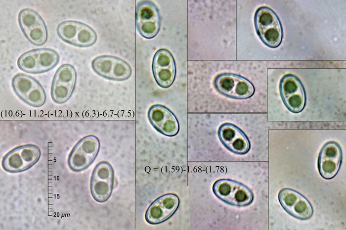 macrostoma