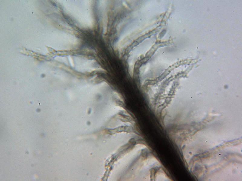 macrostoma