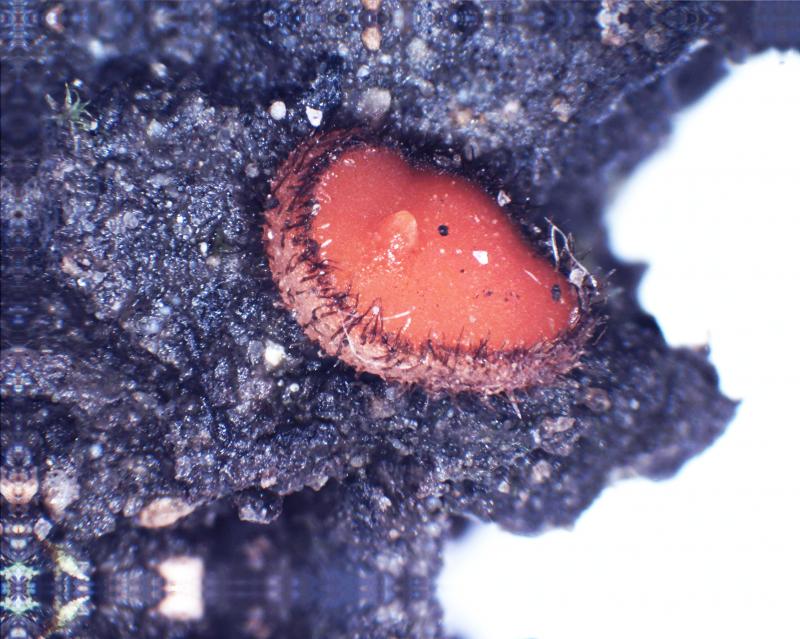 macrostoma