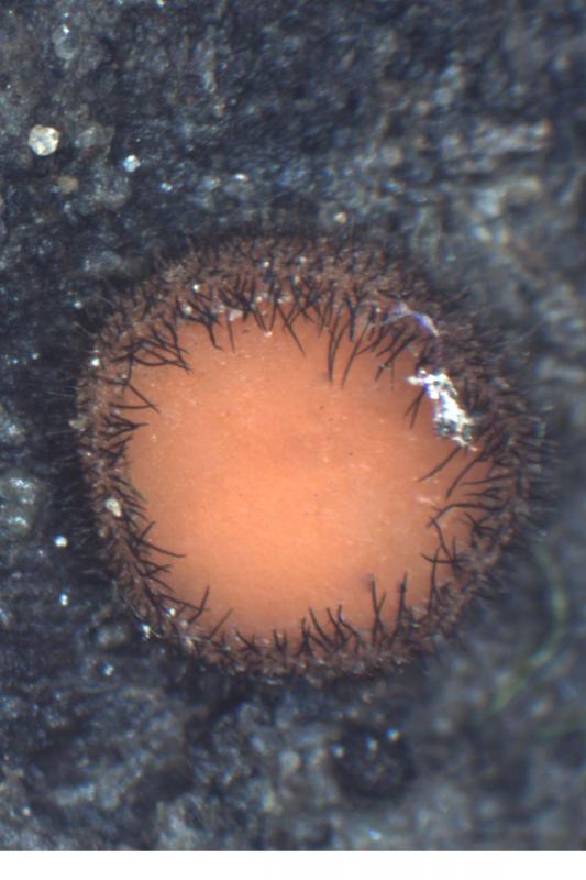 macrostoma