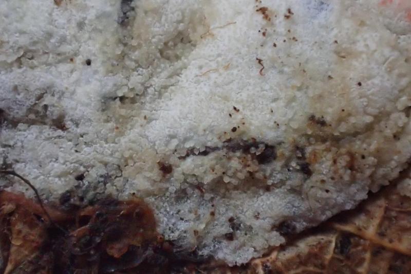macrostoma