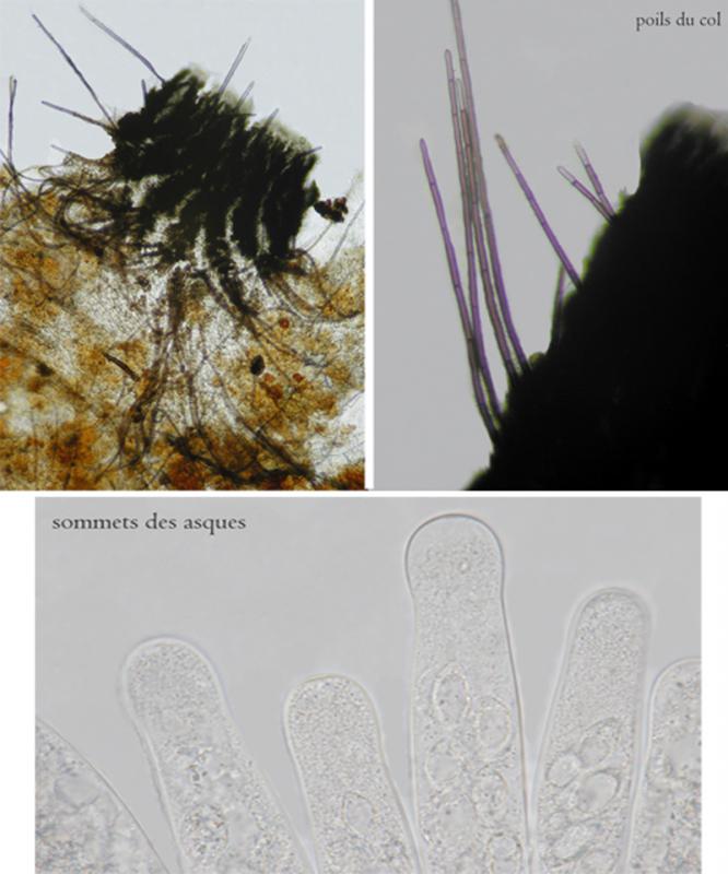 macrostoma