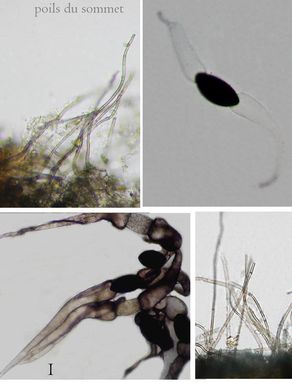 macrostoma