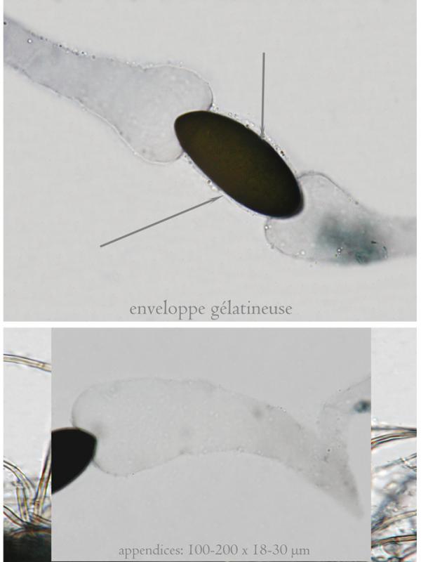 macrostoma