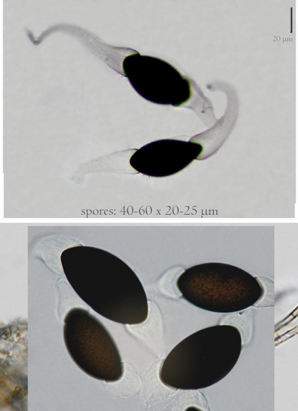 macrostoma