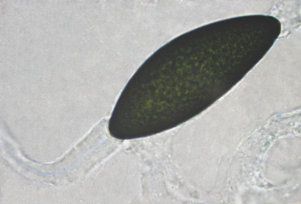 macrostoma