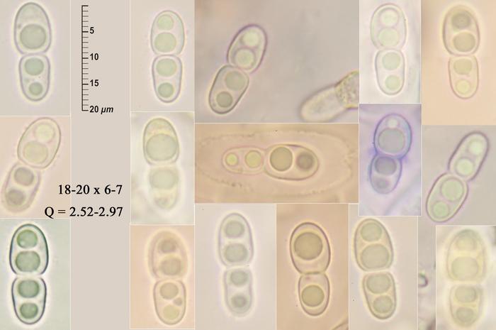 macrostoma