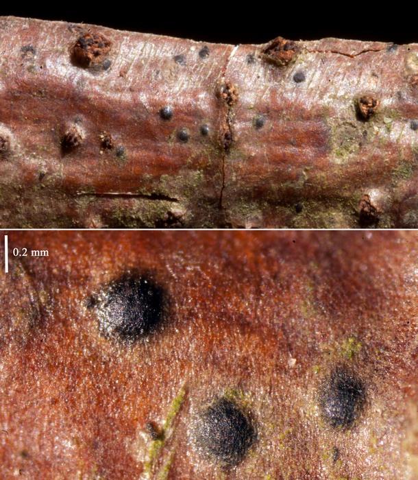 macrostoma