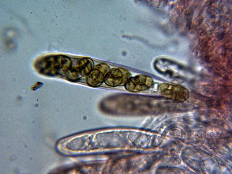 macrostoma