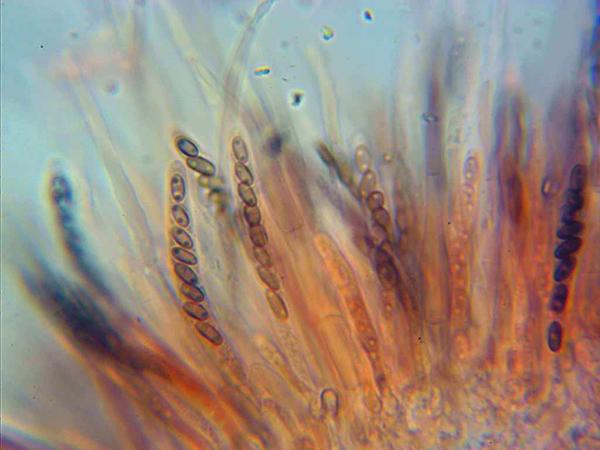macrostoma