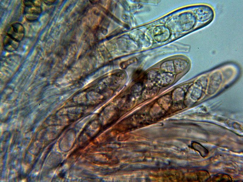macrostoma
