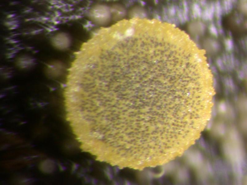 macrostoma