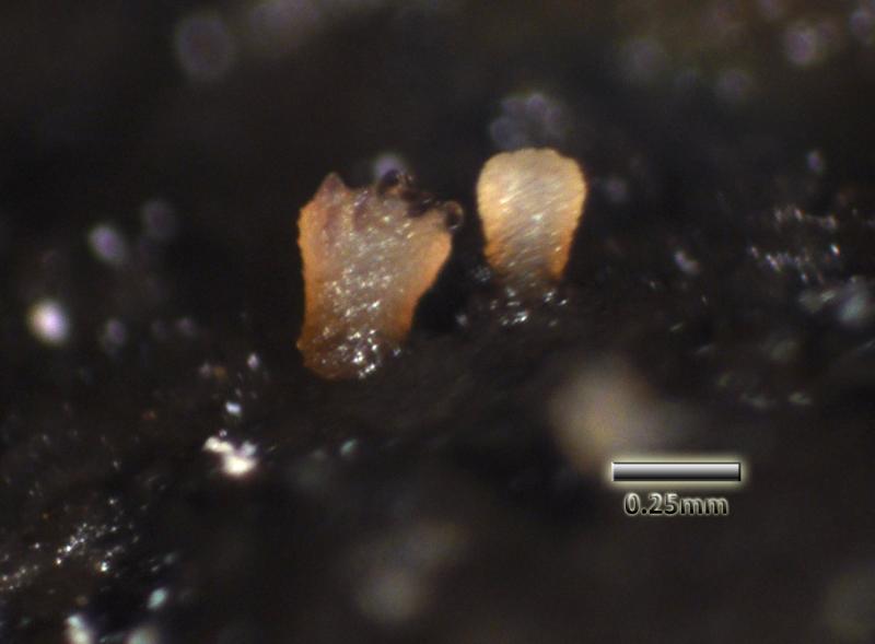 macrostoma
