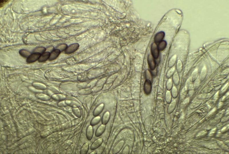 macrostoma