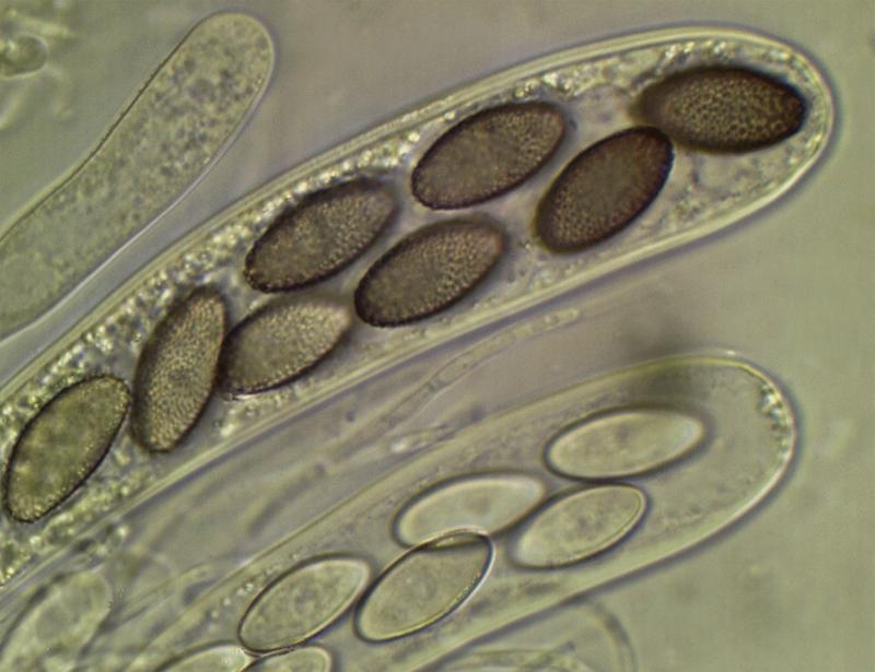 macrostoma