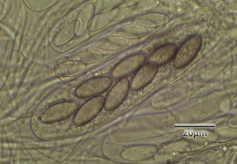 macrostoma