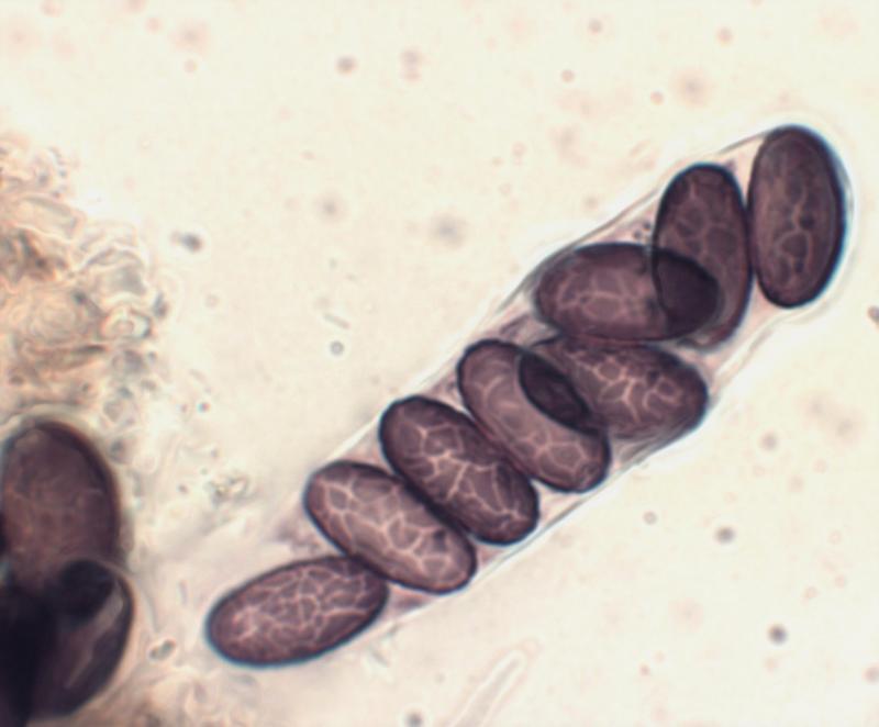 macrostoma
