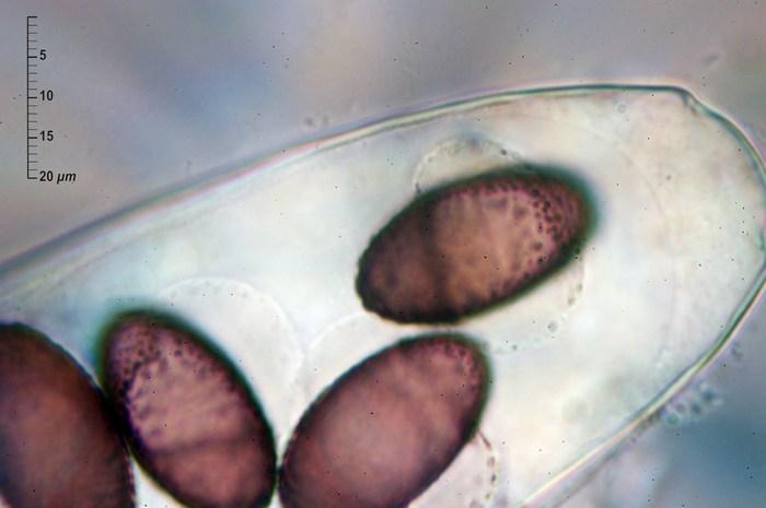 macrostoma