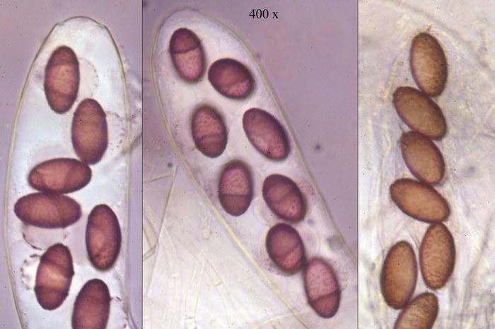 macrostoma