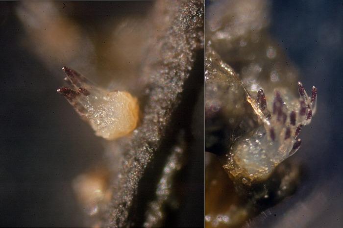 macrostoma