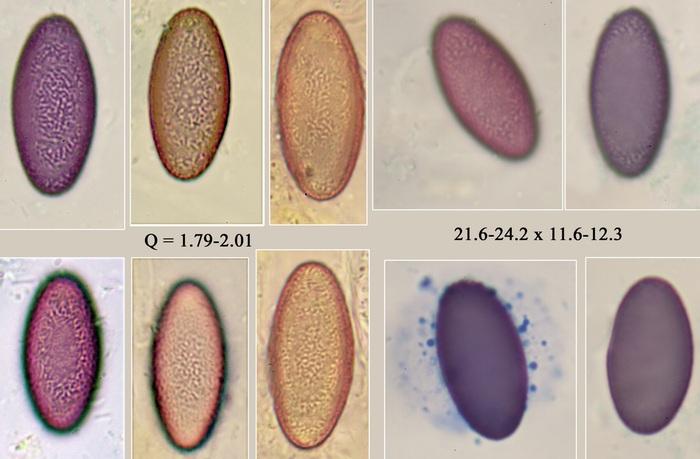 macrostoma