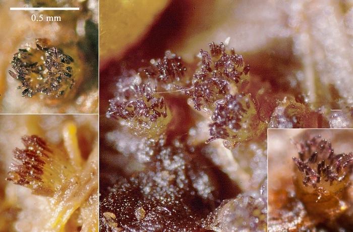 macrostoma