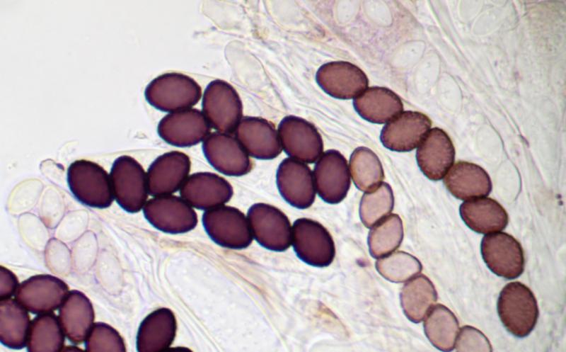 macrostoma