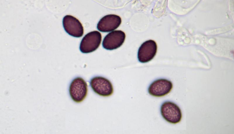 macrostoma