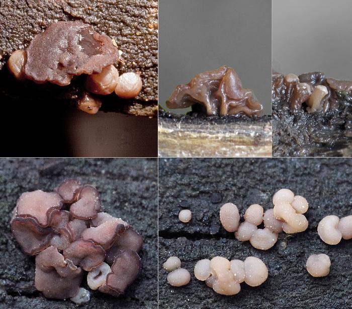 macrostoma