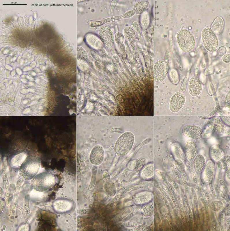 macrostoma