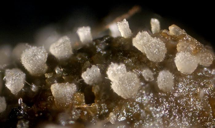 macrostoma