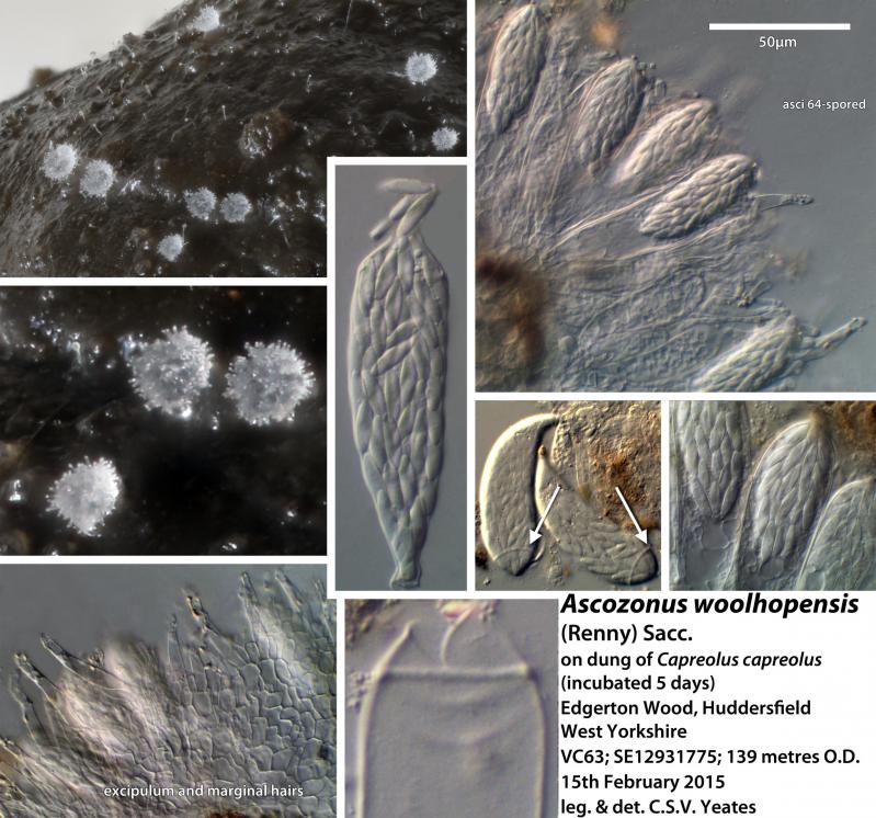 macrostoma