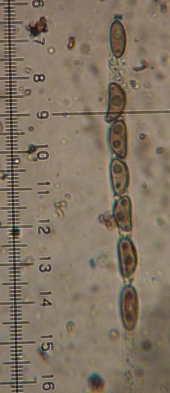macrostoma