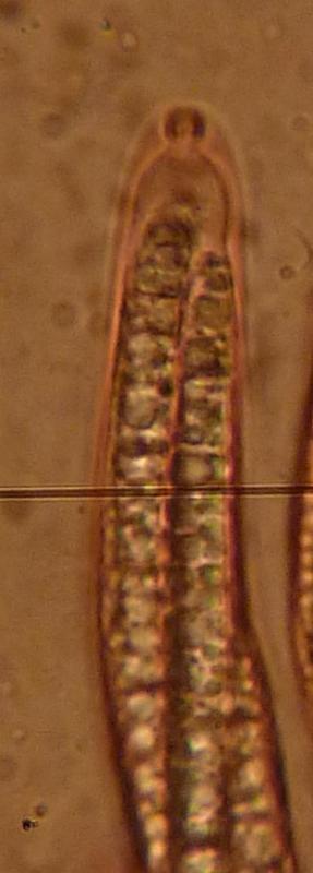 macrostoma