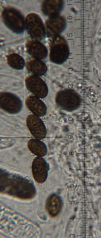 macrostoma