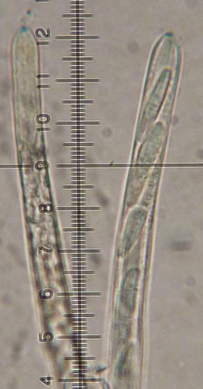 macrostoma