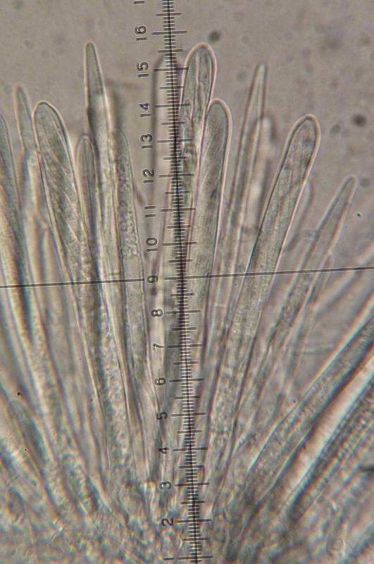 macrostoma
