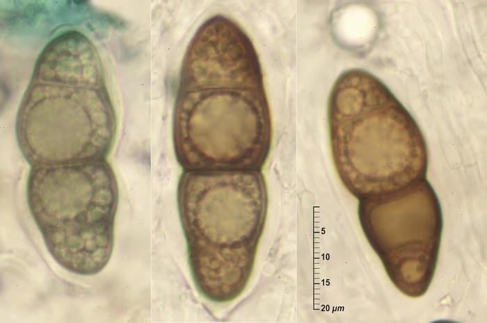 macrostoma