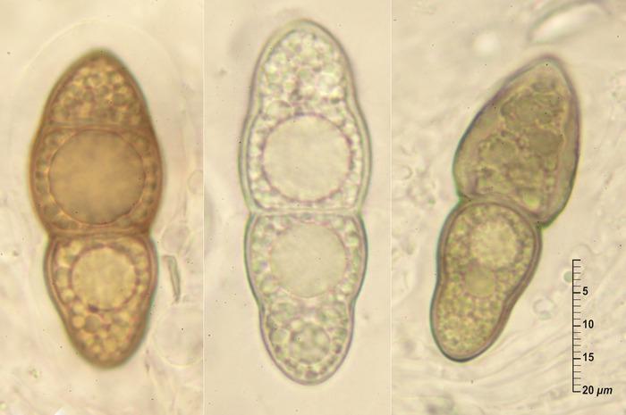 macrostoma