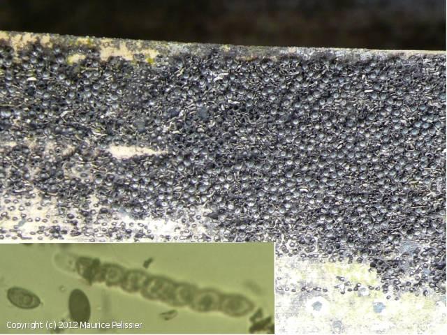 macrostoma