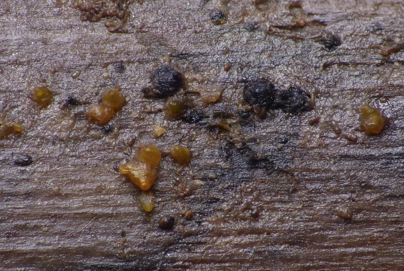 macrostoma