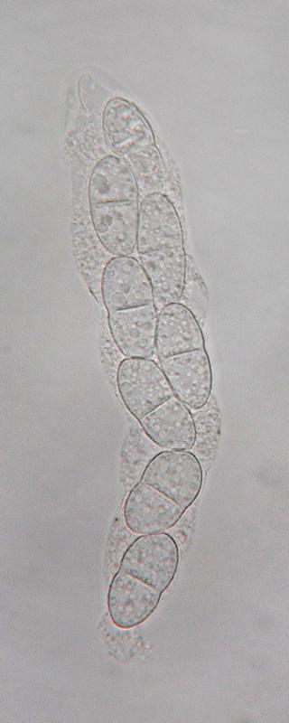 macrostoma
