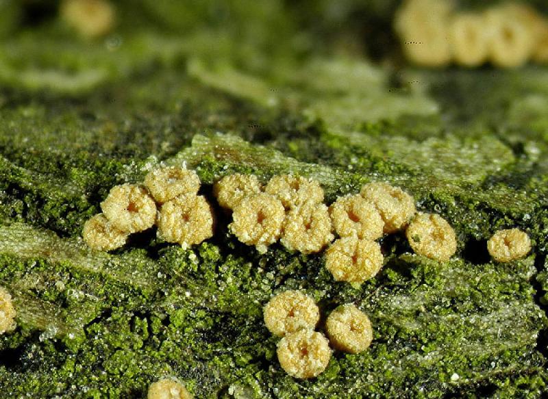 macrostoma