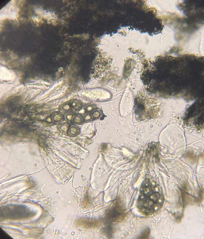 macrostoma
