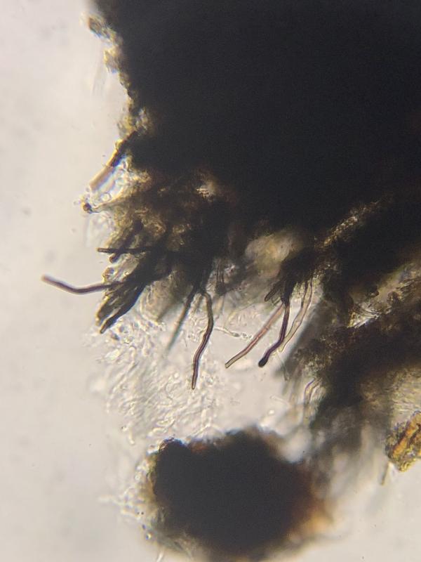 macrostoma
