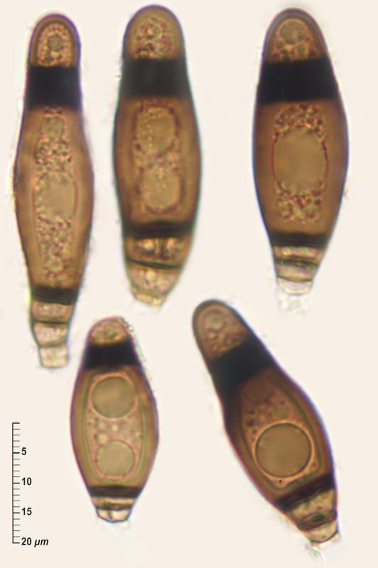 macrostoma