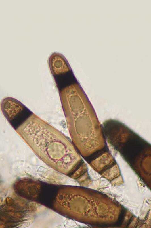 macrostoma