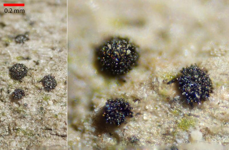 macrostoma