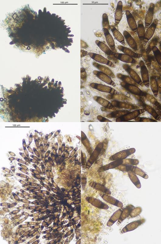 macrostoma